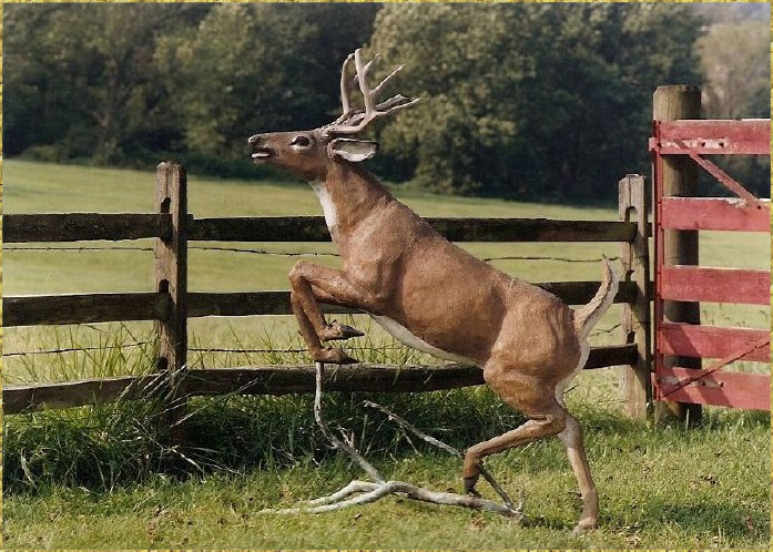 Leaping Deer